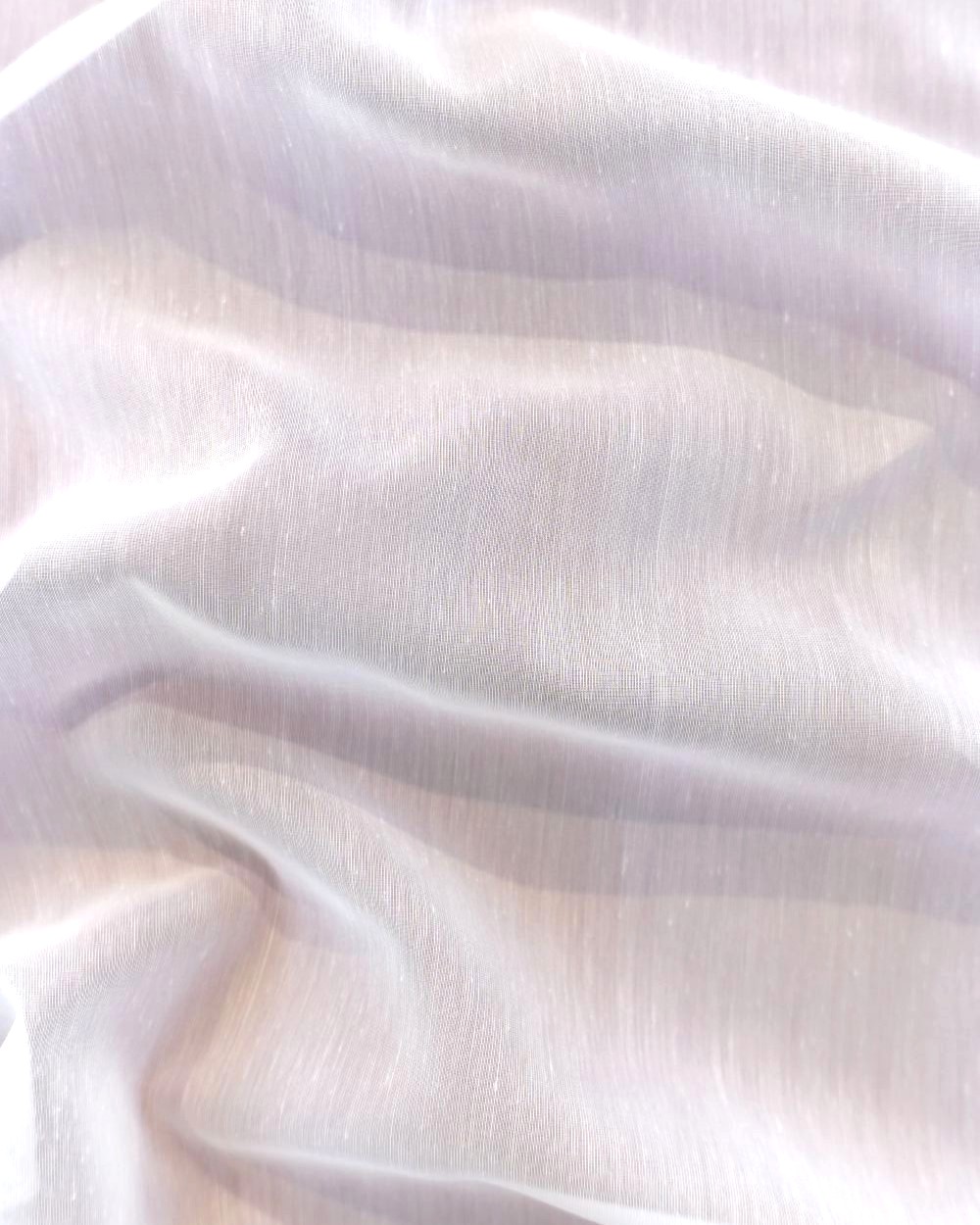 Ficus — Ivory